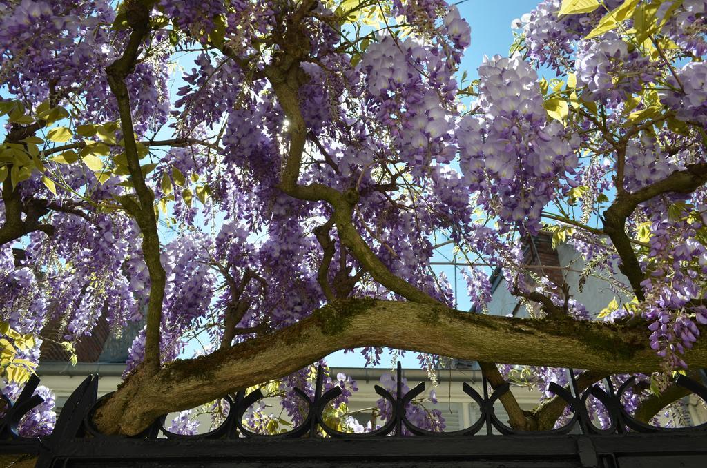 לינה וארוחת בוקר פונטנבלו Wisteria מראה חיצוני תמונה